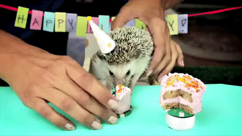 hamster