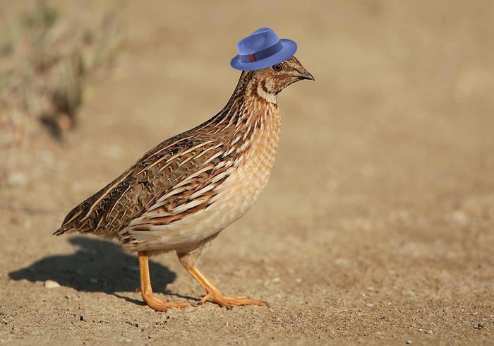 caille-chapeau.jpg