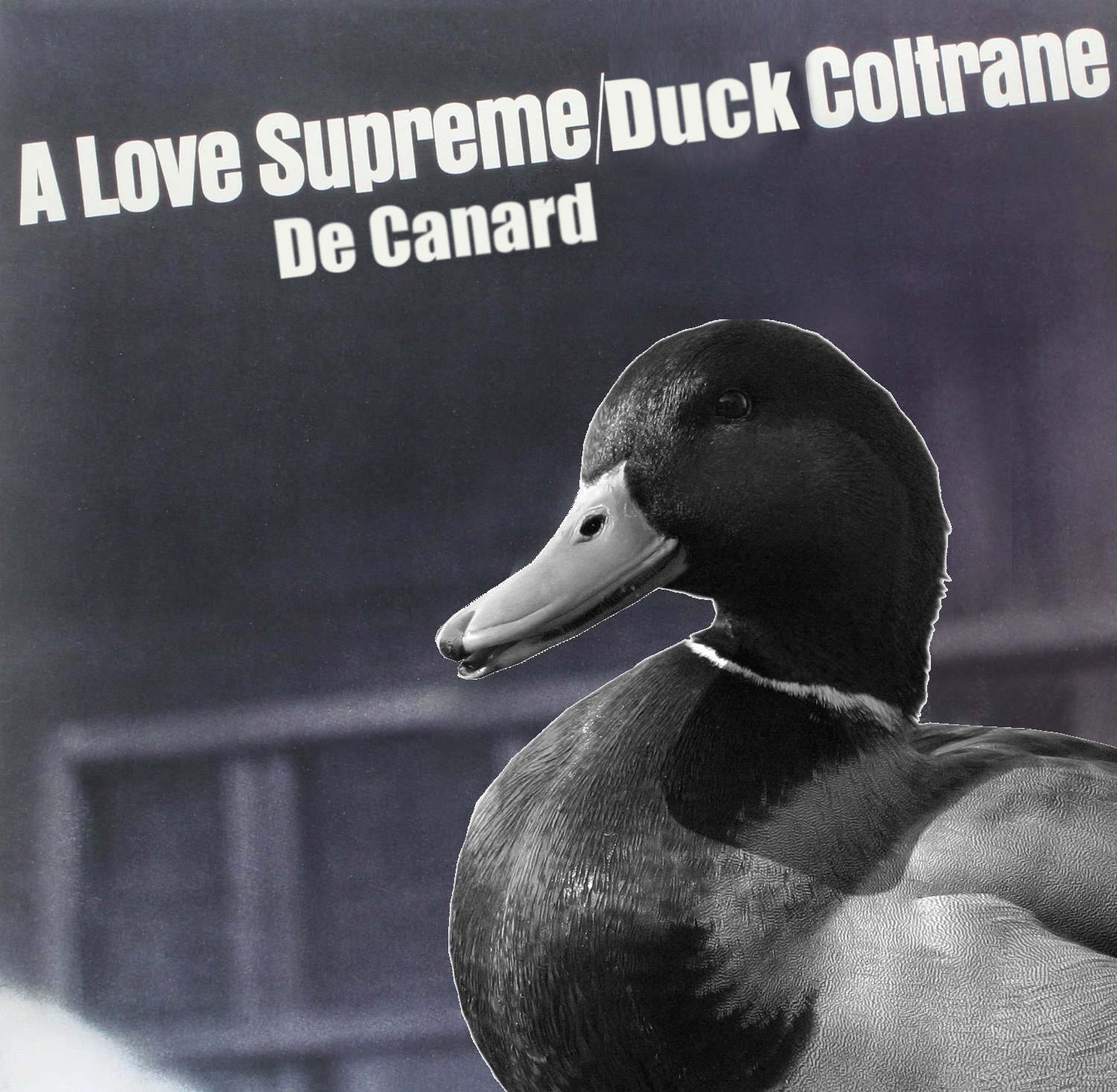 suprem-canard.jpg